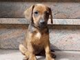 Neues Zuhause für kleinen Hundejungen, Hundewelpen, 10 Wochen, gesucht - Familienhund in 37351