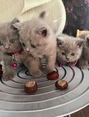 Zauberhafte Britisch Kurzhaar Kitten in Lilac – bereit, die Herzen zu erobern! in 72213