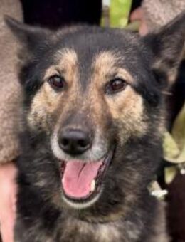 Zuhause gesucht für Lambada - München