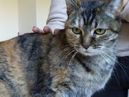 Bamba - tolle Katze sucht ihre Familie - Wilhelmsfeld