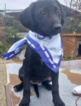 Nika 30 cm (Nov 25, wächst noch) - Alpenrod