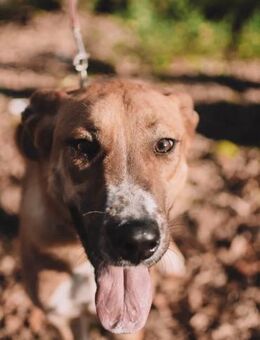 Neugieriger Süleyman sucht seine Familie - Duisburg
