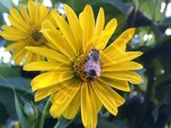 Silphie Silphiesamen Samen Blume Nutzpflanze gelb Blüte Energiepflanze gelbe Pflanze Silphiefeld Blumensamen Gartenblume Bienenweide Gartengestaltung sehr große Blume garden gelbe Blüten Geschenk Saat Frühling SWR Vatertag Biene - Pfedelbach