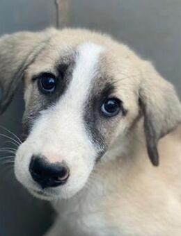 Manella, geb. ca. 04/2025, GRIECHENLAND - Euskirchen