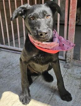 Paulchen ist ein Lebensretter 🐾 - Elsdorf (Nordrhein-Westfalen)