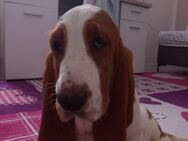 Basset Hound