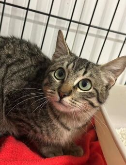 Monty- Schüchterner Jungkater sucht Home - Bad Camberg