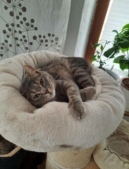 Junger Kater sucht ein Zuhause - Münsingen