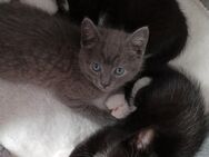 Kitten Mischling zu verkaufen - Ruppichteroth