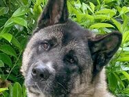 Kendo - American Akita - 3 Jahre - Tierhilfe Franken e.V. - Lauf (Pegnitz) Zentrum