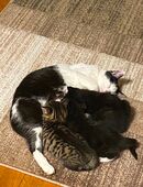 Kitten Kätzchen in 97688