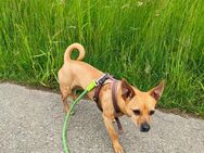 Rehpinscher Hündin 5 Jahre abzugeben - Neuburg (Kammel)