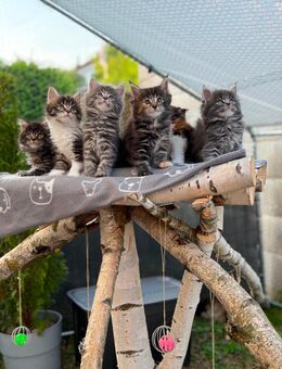 6 reinrassige Maine-Coon Kitten - Philippsthal (Werra)