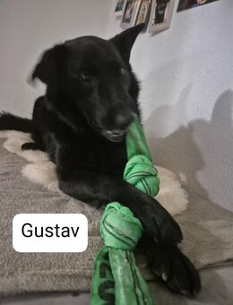 Gustav, schwarz, groß und keine Chance? - Riedstadt