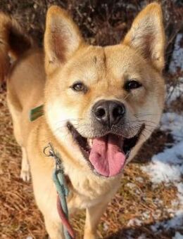 Jensik braucht dringend ein Zuhause! - Ebstorf (Klosterflecken)