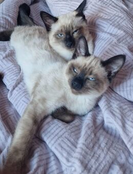 Siam Kitten - Alfeld (Leine)