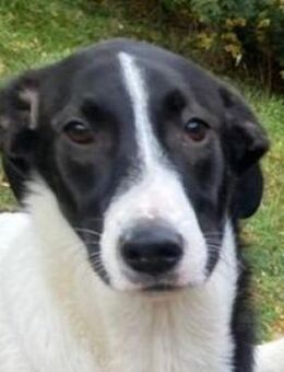 Zuckerschnute MIA 2 - Gefrees