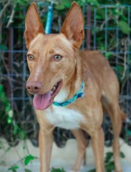 Frodo wurde aussortiert und abgeschoben - Laatzen