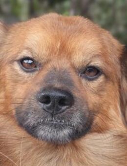 BARLEY-zuckersüßer Rüde, 33 cm - Rösrath