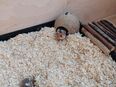 Junge Goldhamster in 88499