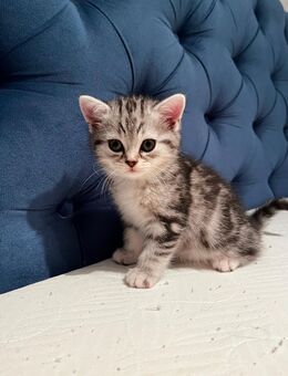 Mischlings kitten suchen ein Zuhause💕 - Düsseldorf