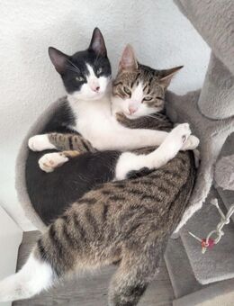 2 Kater, EKH, in7 Monate alt suchen ihr neues zu Hause - Hamburg Wandsbek