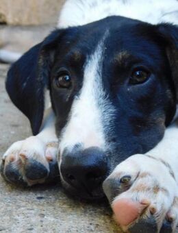 💓Hoffnungsvolle Hope 💓 - Eislingen (Fils)