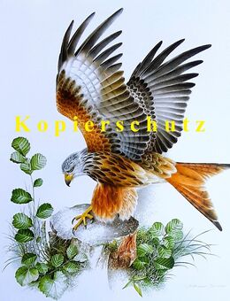 Rarität Aquarell Naturmotiv Roter Milan Kunstdruck Reproduktion - Lüneburg