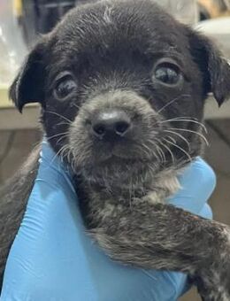 Rasty-Mini-Herzensbrecher sucht Familie - Kallmünz