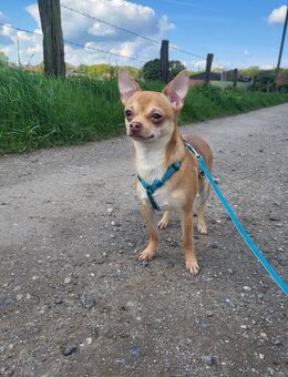 Süßer Chihuahua Deckrüde - Hamminkeln