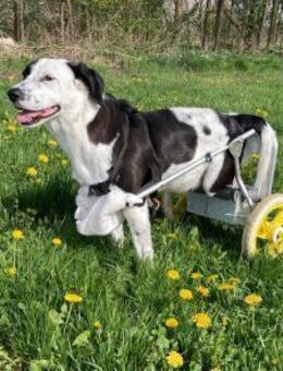 FELIX - wer braucht schon Formel 1... - Overath