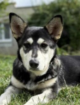 Hundekind KEZIA - Gefrees