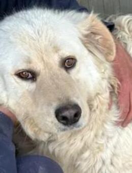 LAZARRO - der sanfte Riese - Regensburg