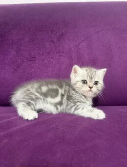 Britische Babykatzen - Hamburg