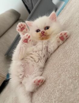 Britisch Kurzhaar Kitten - Adliswil