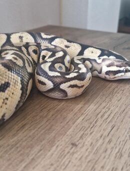 1.2 Königspython Firefly, Bamboo und Superpastel - Saterland