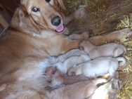 Golden Retriever Labrador Welpen - Lauterhofen