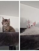 2 Maine Coon Kitten suchen ab sofort einen neuen Kuschel Platz in 74226