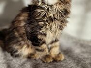 Maine coon kitten - Ellwangen (Jagst) Zentrum