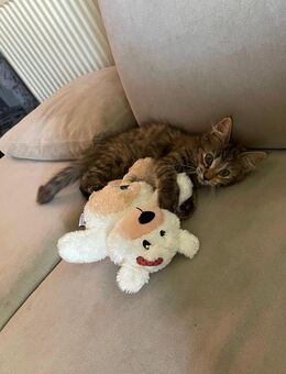 Kitten abzugeben (4 Monate alt) - Landesbergen