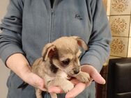 Border Terrier Mischlinge - Karstädt (Brandenburg)