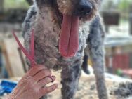 Hübscher Puli Rüde, 5 Jahre - Kappeln (Schleswig-Holstein)