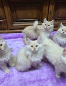 Maine Coon Kitten Katzenbaby weiß + creme Katze in 21493