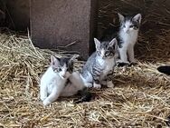 3 süße kitten - Warmsen