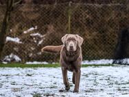 Deckrüde Labrador Retriever - Pirow