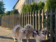 Zwerkspitz {pommeranian } zu vermitteln kein Anfänger Hund - Gelsenkirchen
