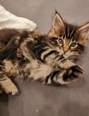 Xxl Maine Coon Kater in 81479