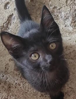 Süßer kleiner Kater abzugeben - Bad Sulza Wickerstedt