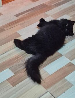 MaincoonMix Kitten suchen ein schönes Zuhause - Lüdinghausen