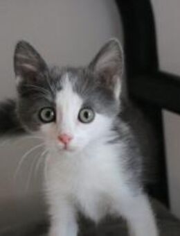 Zarte Ouzo sucht liebevolle Hände - München